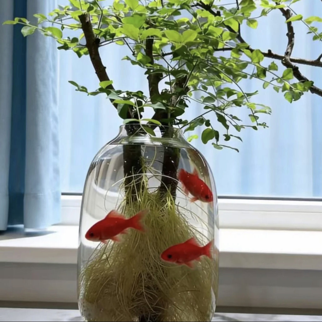 水培小叶女贞丁香木室内绿植好养四季雅致摆件