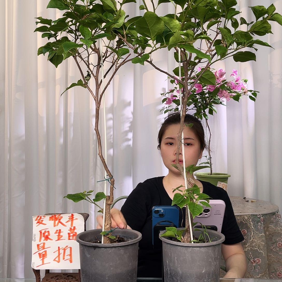 当前无花栽培后可以开花绿樱棒棒糖一颗