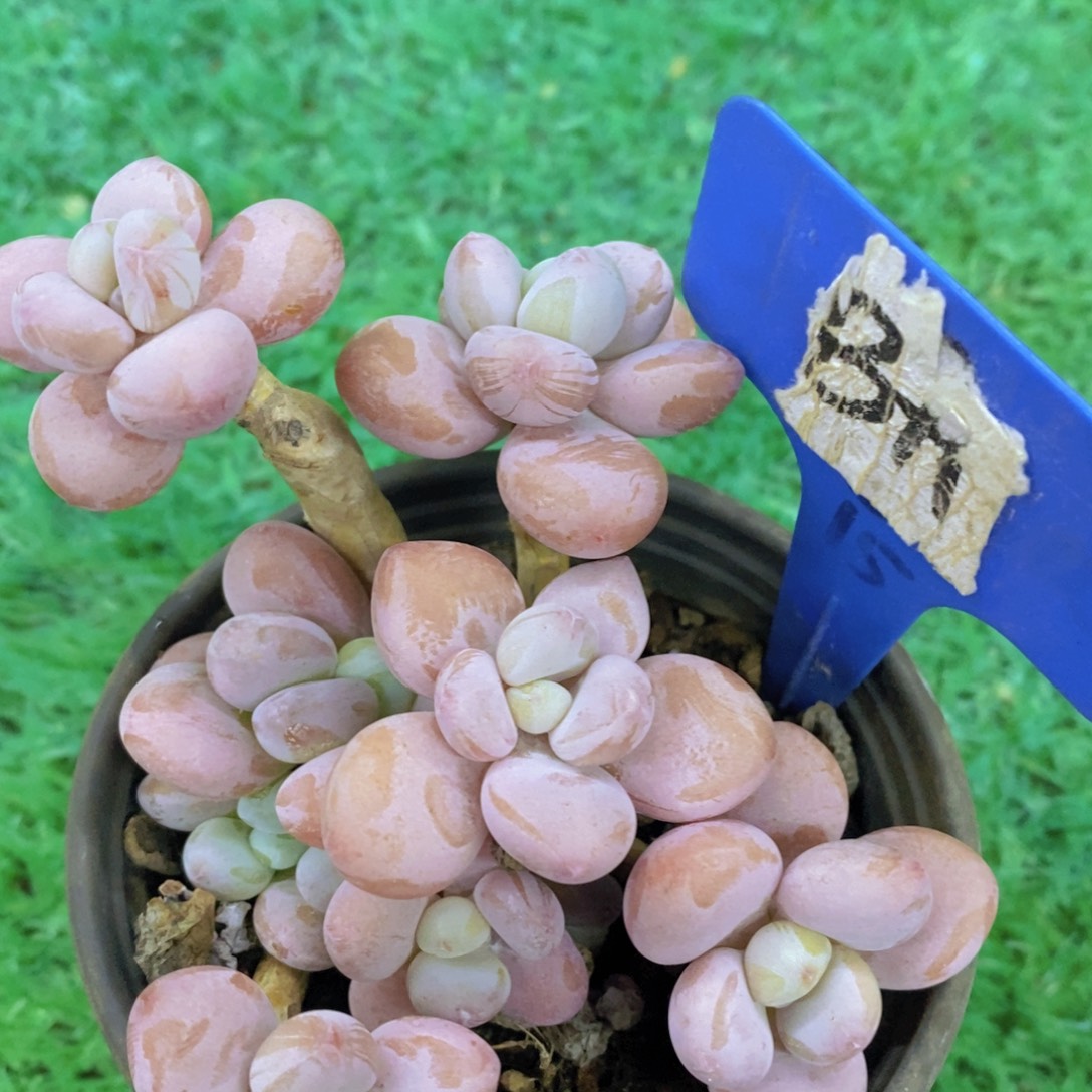 开心多肉，一图一拍