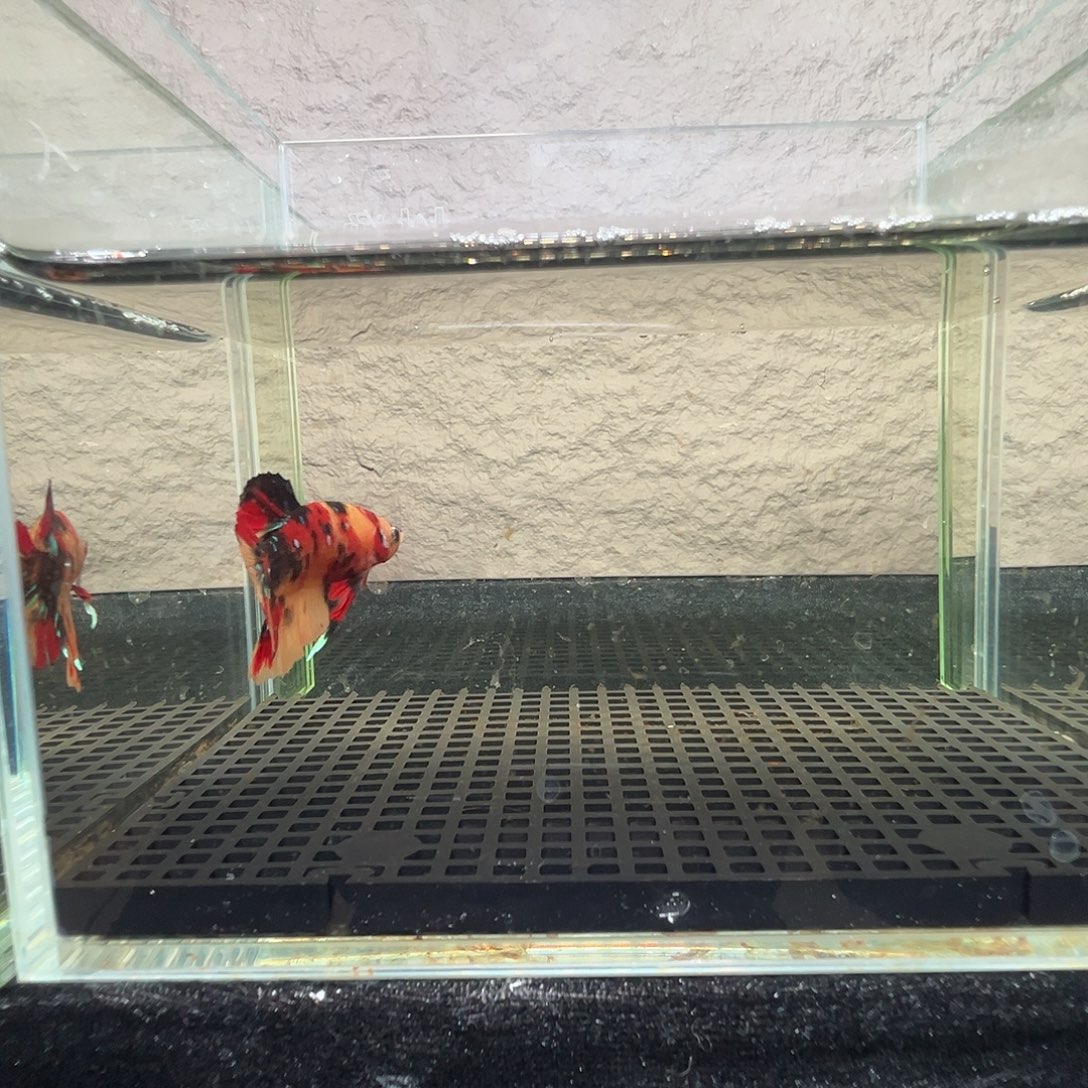 斗鱼阿浩泰斗25日122