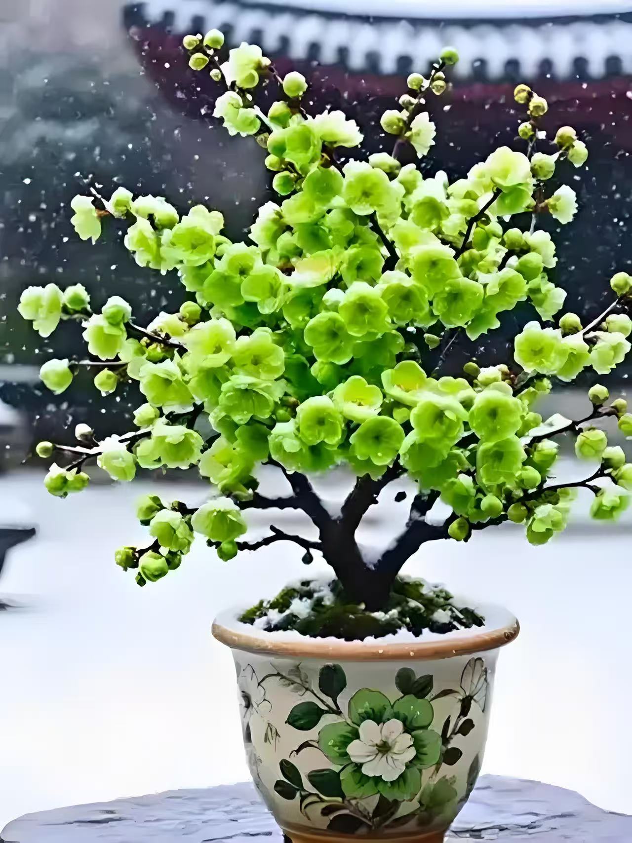 金钱绿鄂梅绿梅10年梅花盆栽地栽都可以带花苞发货