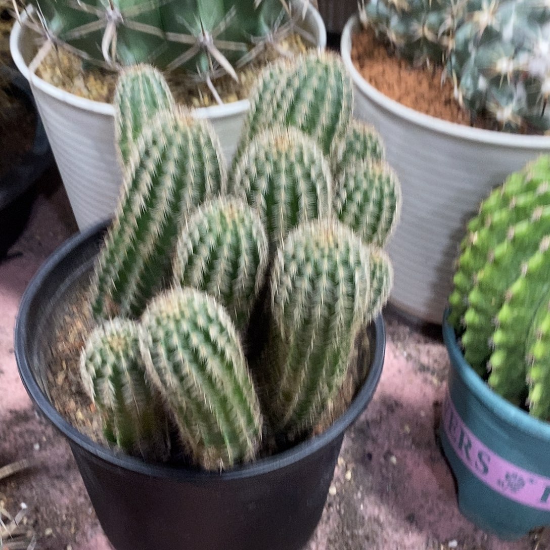 无***言无花朵青花虾双十二漏价