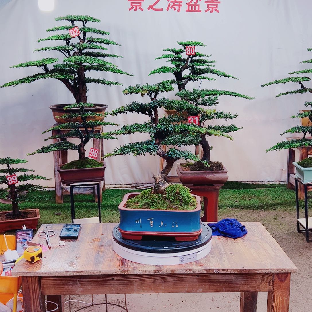 无花朵红芽这珍珠罗汉松