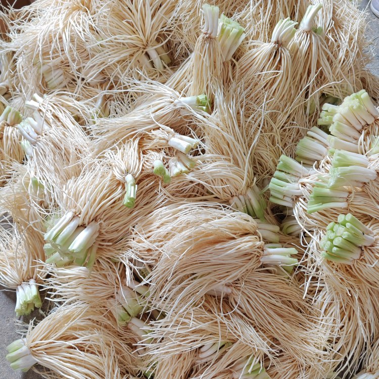 云南德宏新鲜撇菜根苤菜根大韭菜根月子良菜可腌制500克新鲜蔬菜