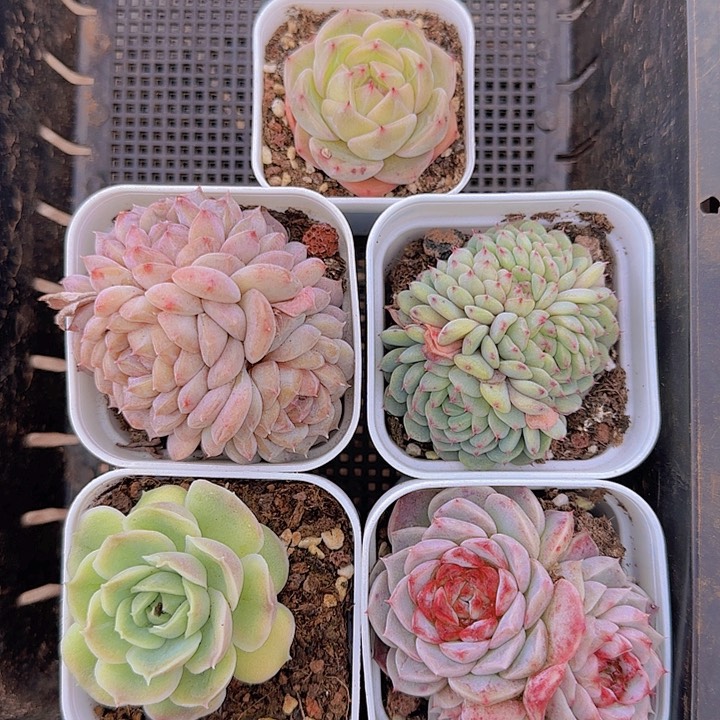 花时光精品多肉41