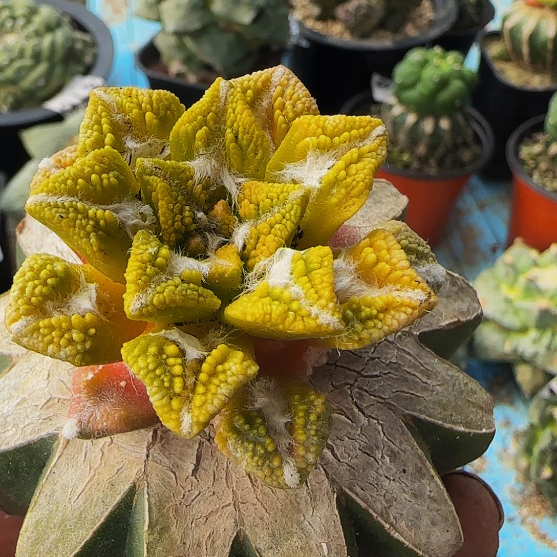 辛顿锦618仙人球