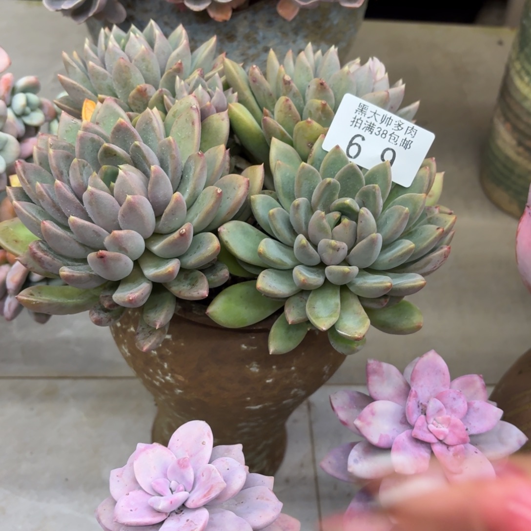 笑***黑大帅多肉69象牙