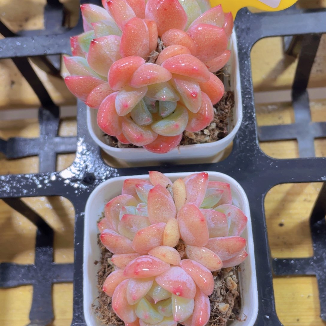 982号 丸叶太妃糖多头群一颗