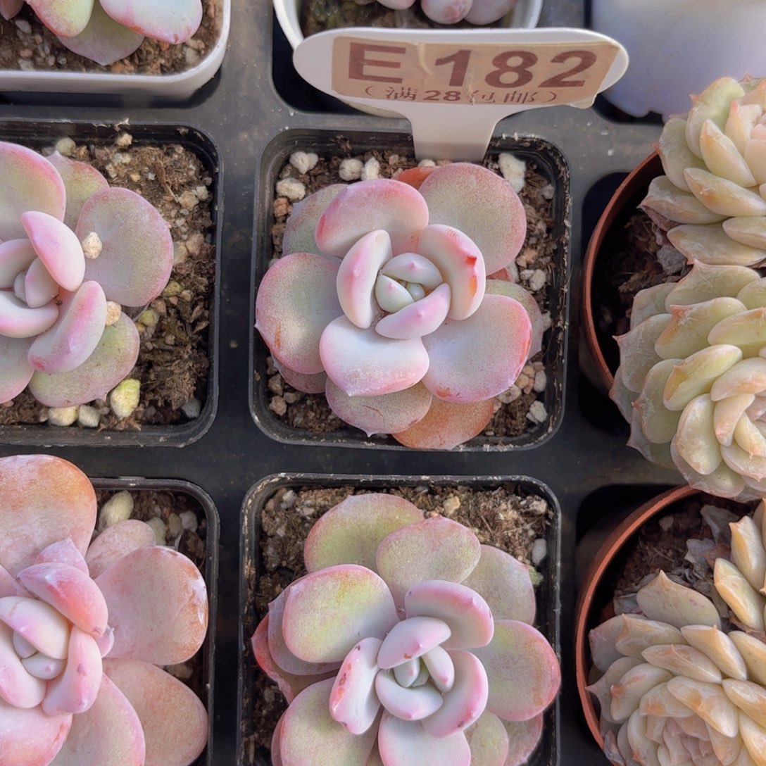 E182奶茶一物一拍