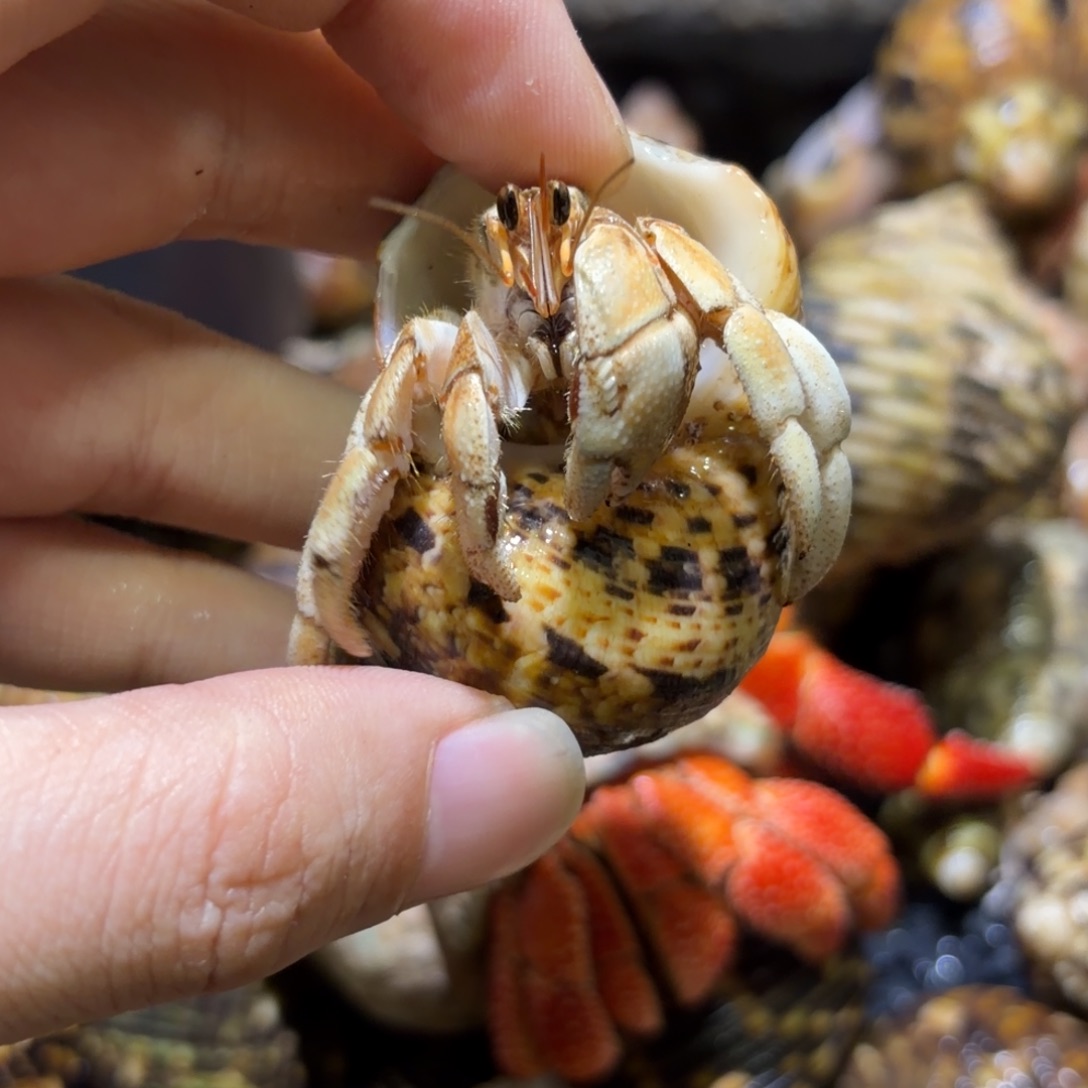 活体寄居蟹 不退不换 21