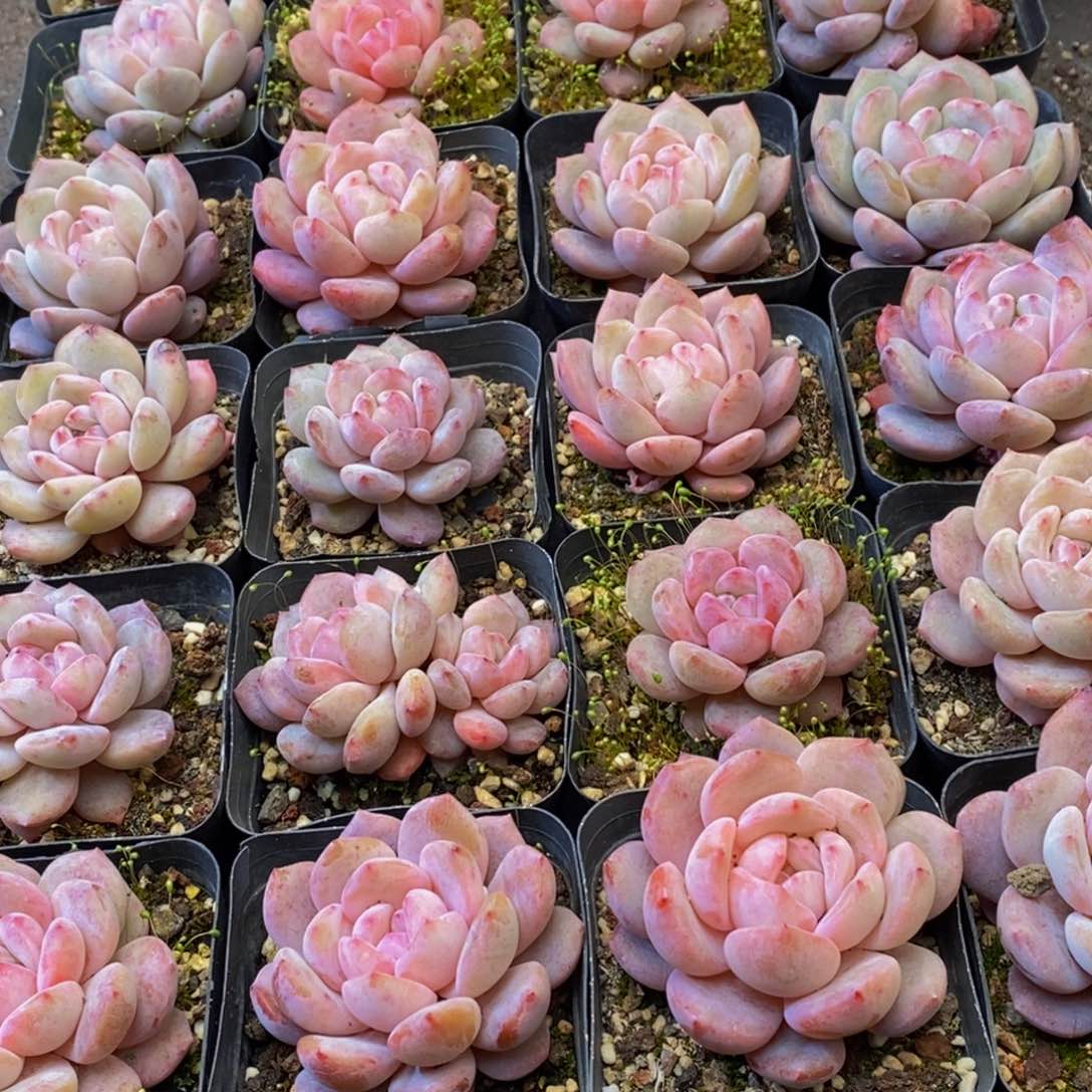 郁****1557的人都是这样吗。