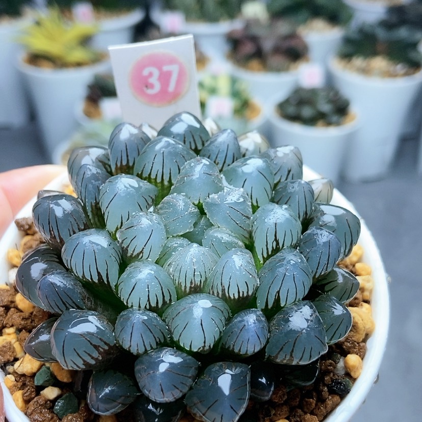 【闪购商品】37冰灯