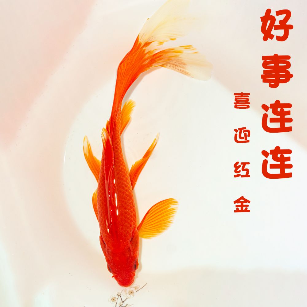 长尾红草金冷水淡水观赏鱼好养耐活活体小金鱼鱼苗