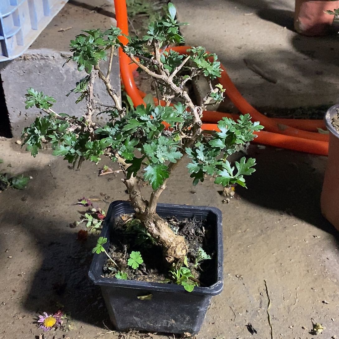 飞***蛇完全开放露骨菊花