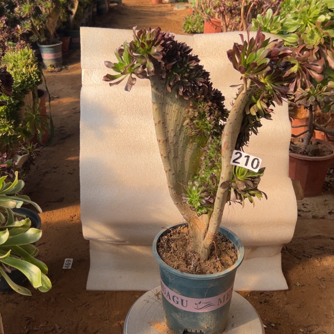 有伤黑缀210高度40厘米