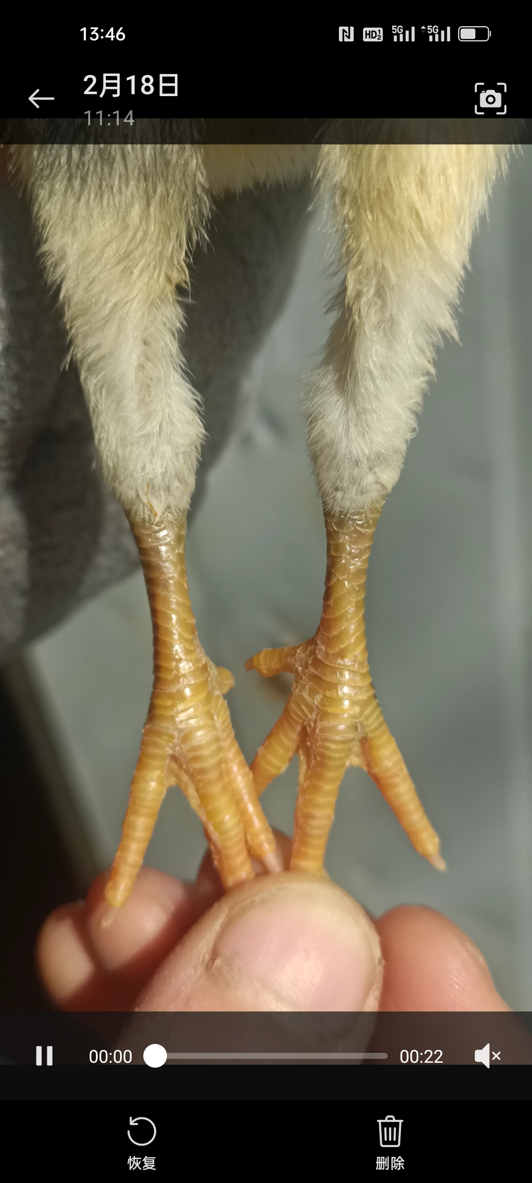 独鳞怪脚宠物斗鸡独立