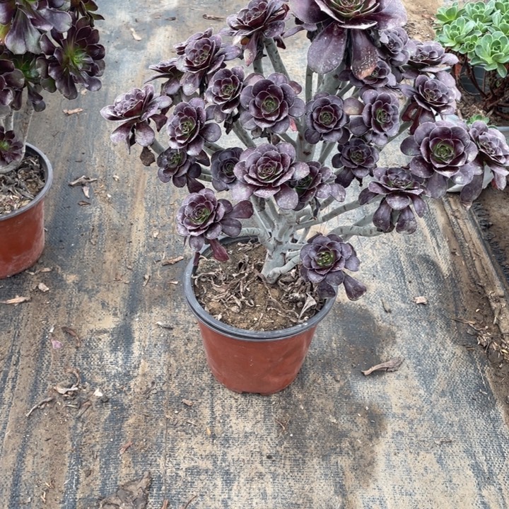 23圆叶黑法师多肉植物