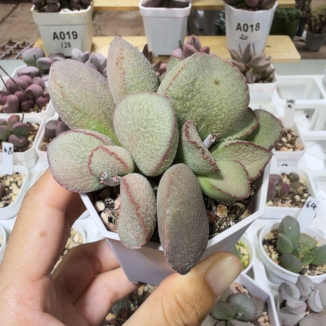 妖姬水泡多肉植物