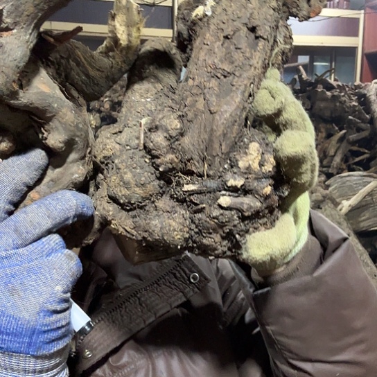 香榧木火*头火琉璃的故事毛料baijian