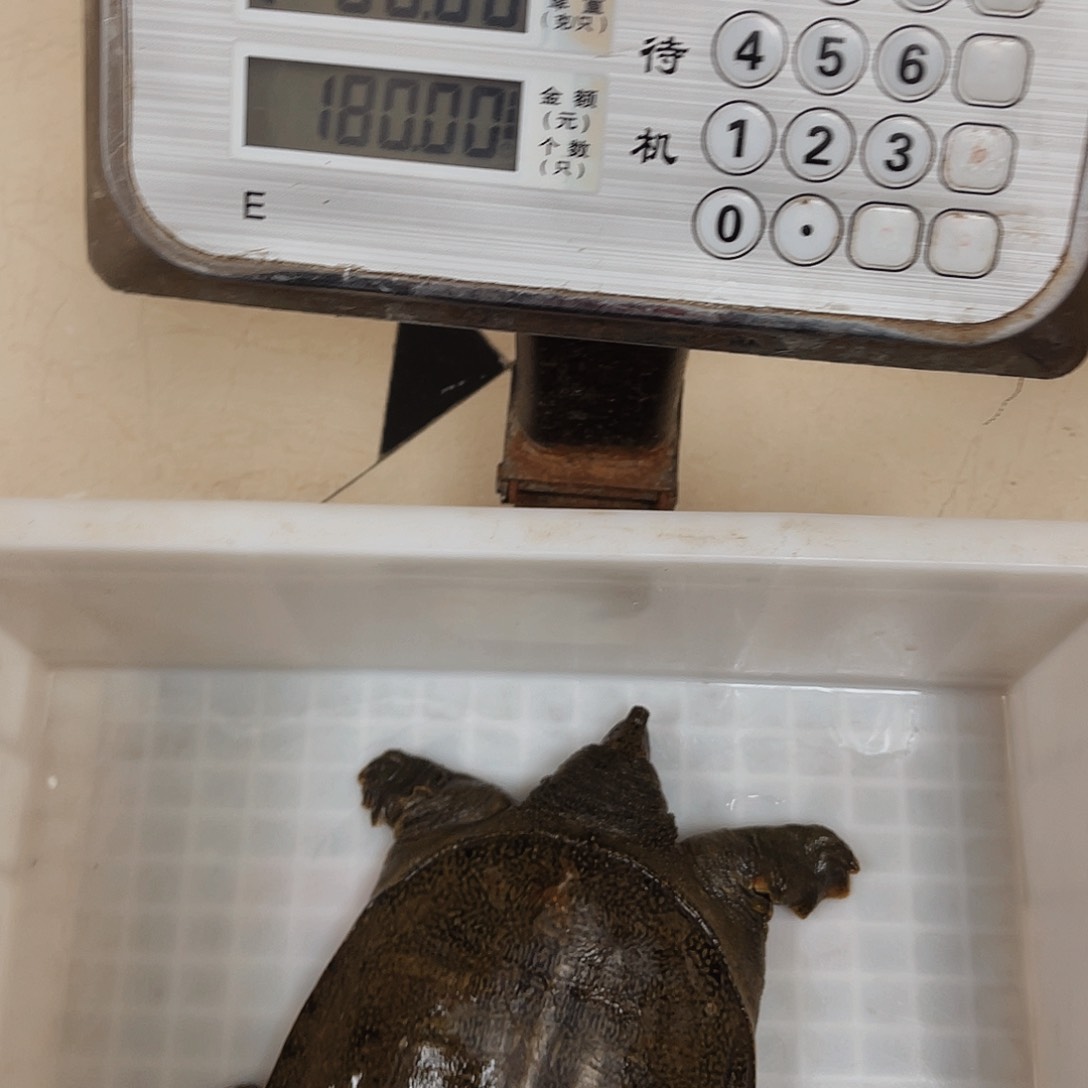 中国大陆野生甲鱼包邮包活