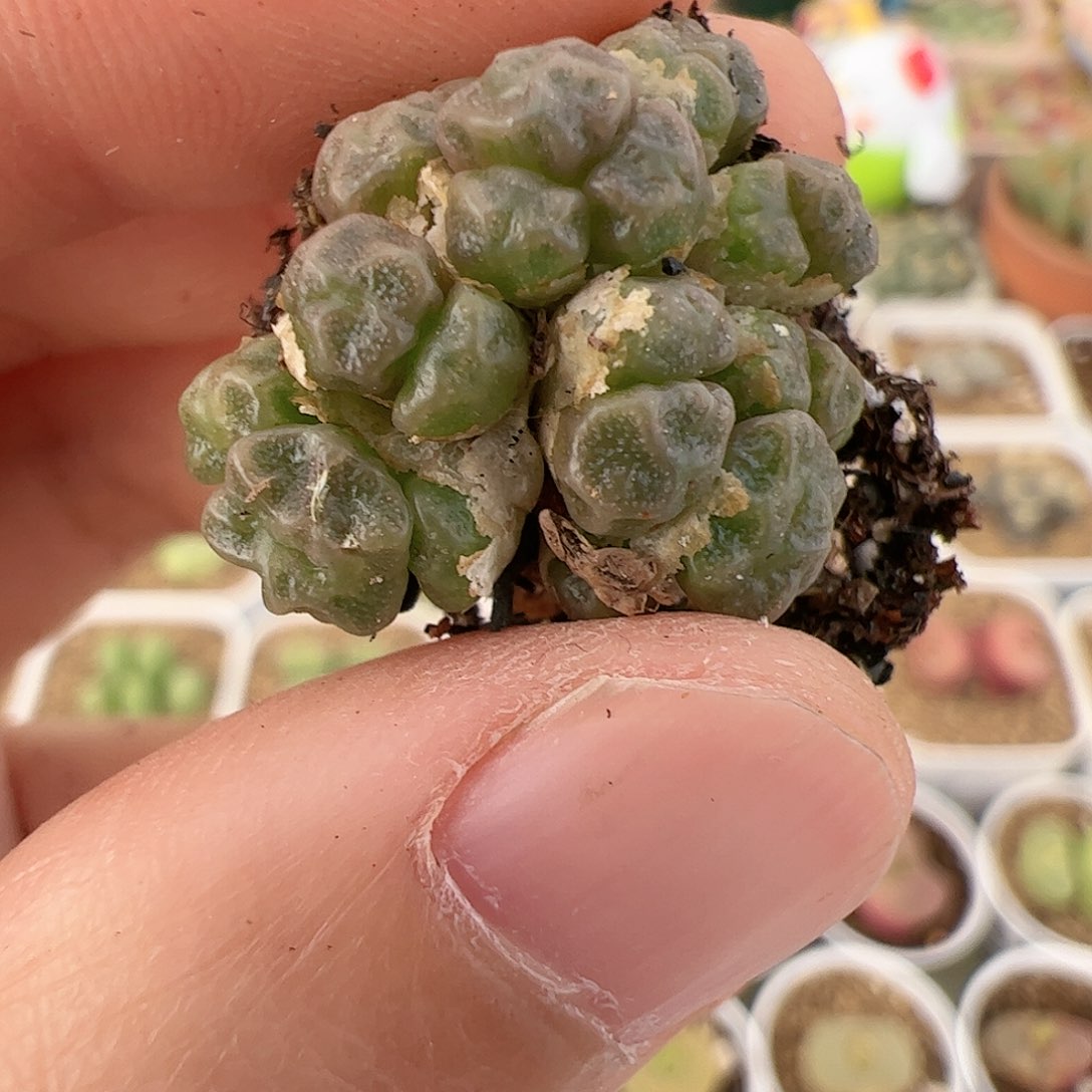 【闪购商品】204 饺子皮