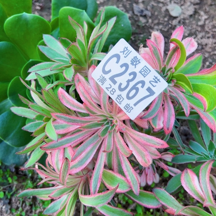 2367多肉植物砍头法师法师