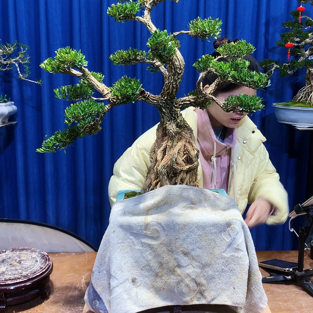 黄杨盆景一物一拍振**材