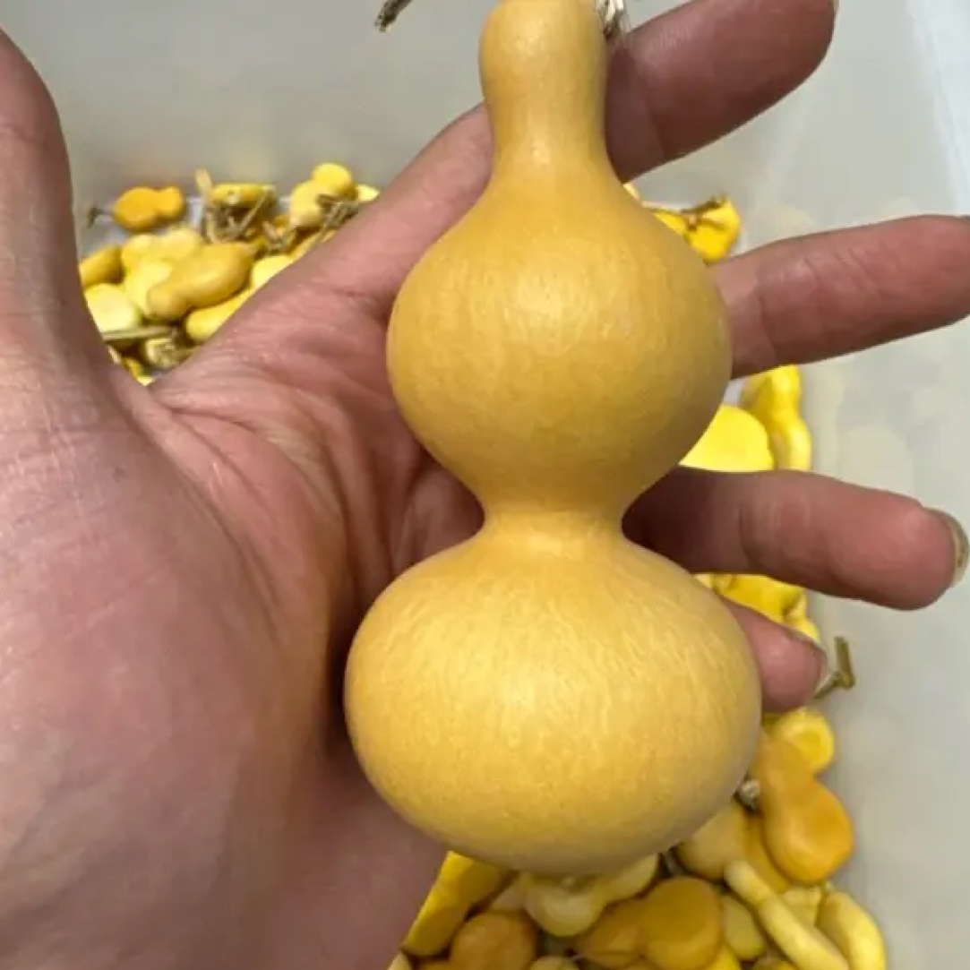 直播葫芦专用链接 微瑕介意勿拍