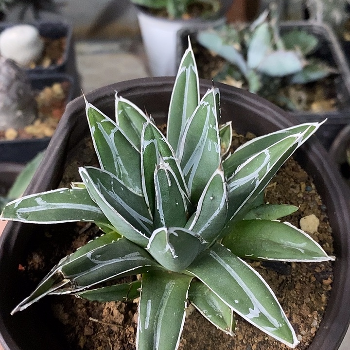 完美主义者勿拍屉之雪122723