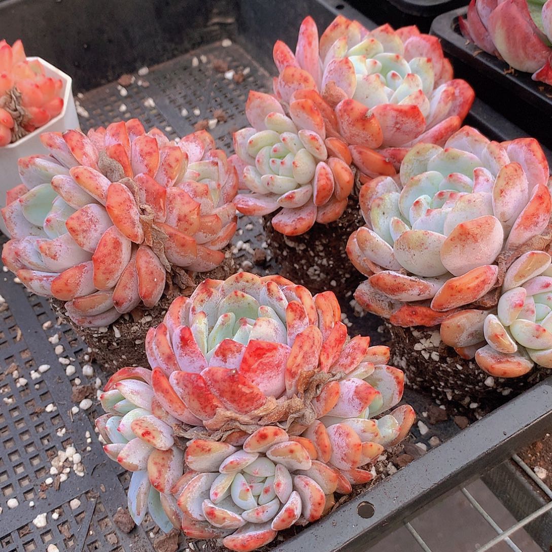 两颗石榴籽2456789990000