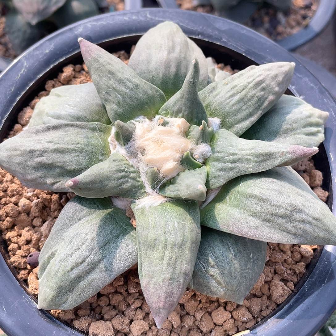 自根福利福利。。。。。。