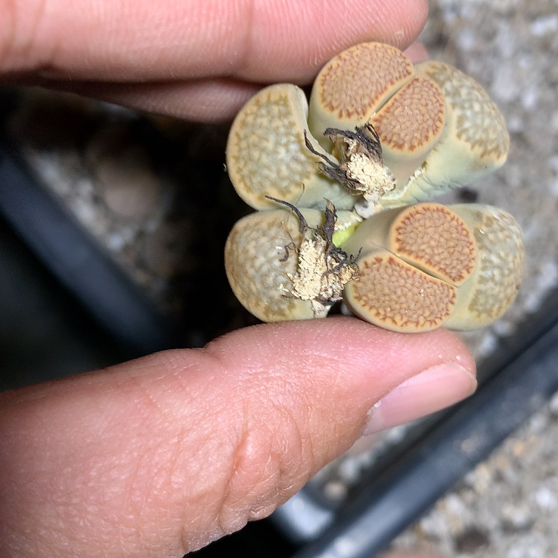 K704多肉植物保护