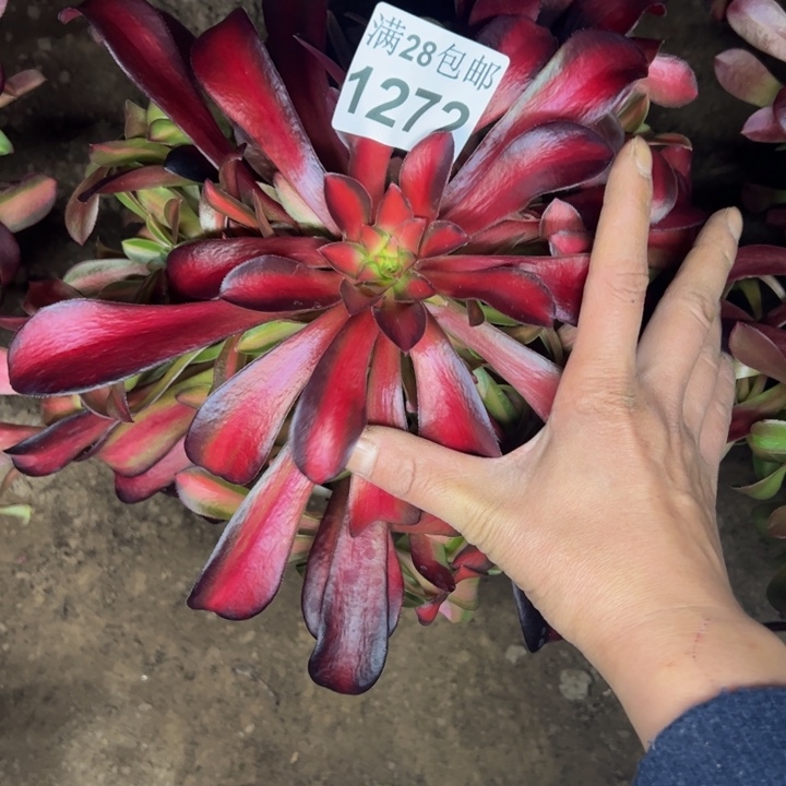 1272南夕阳多肉植物