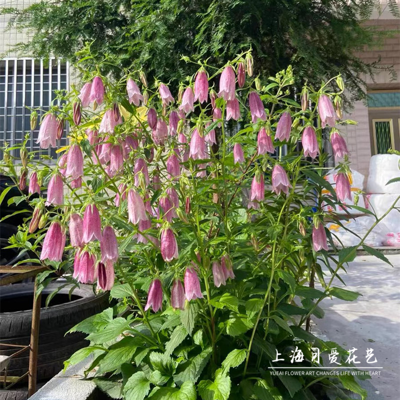 紫斑风铃草盆栽庭院阳台花园多年生宿根爆盆花卉易养护