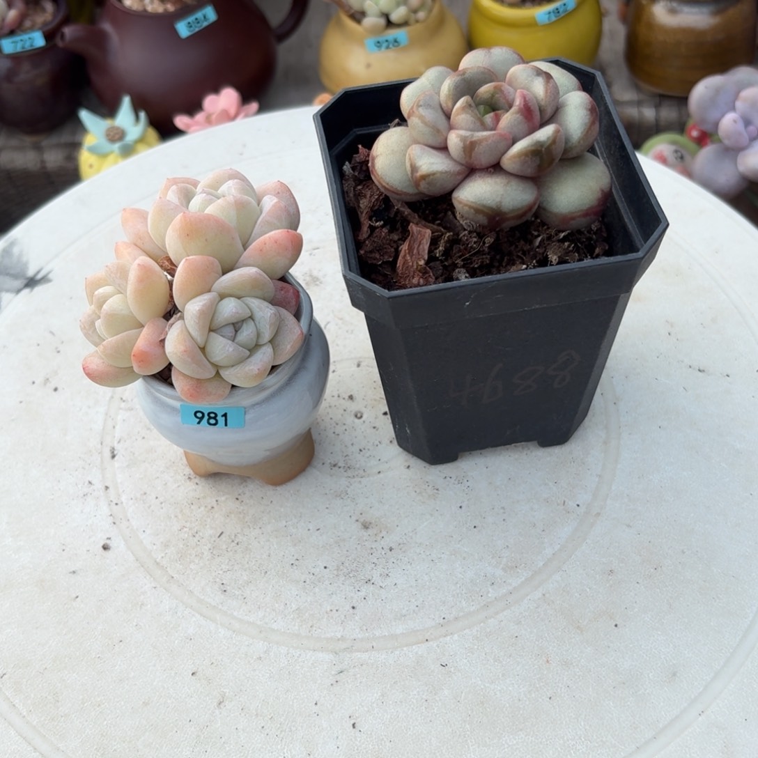 大***闲一物一拍编号981 4688