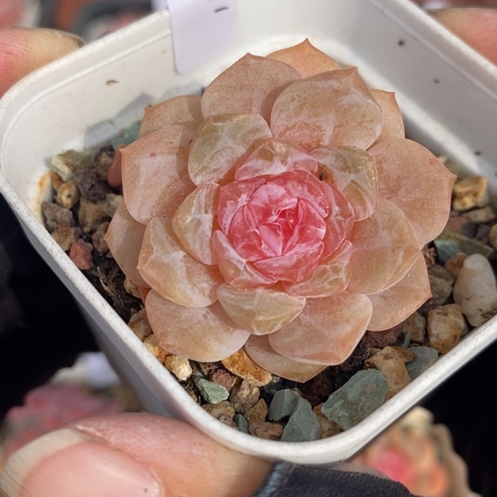 1207-677'糖心双头