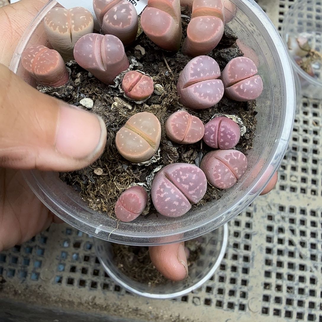 好看我好羡慕你们这一对呀呜呜783