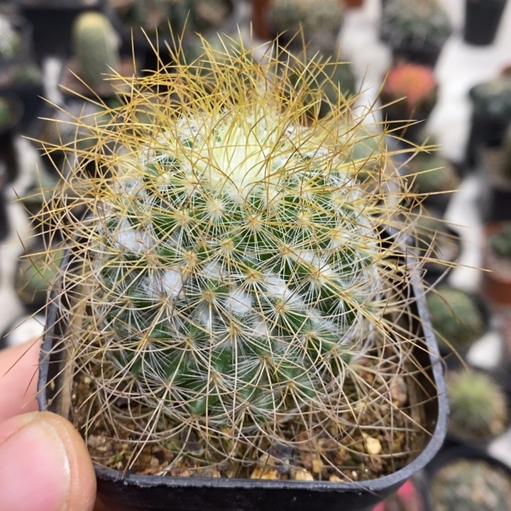 实生海泉特价包邮