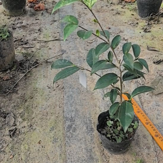 完全开放精灵随单