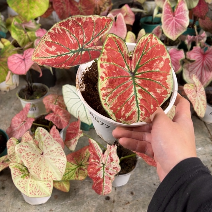 小***8不开花植物A677不包种球大小不包叶损