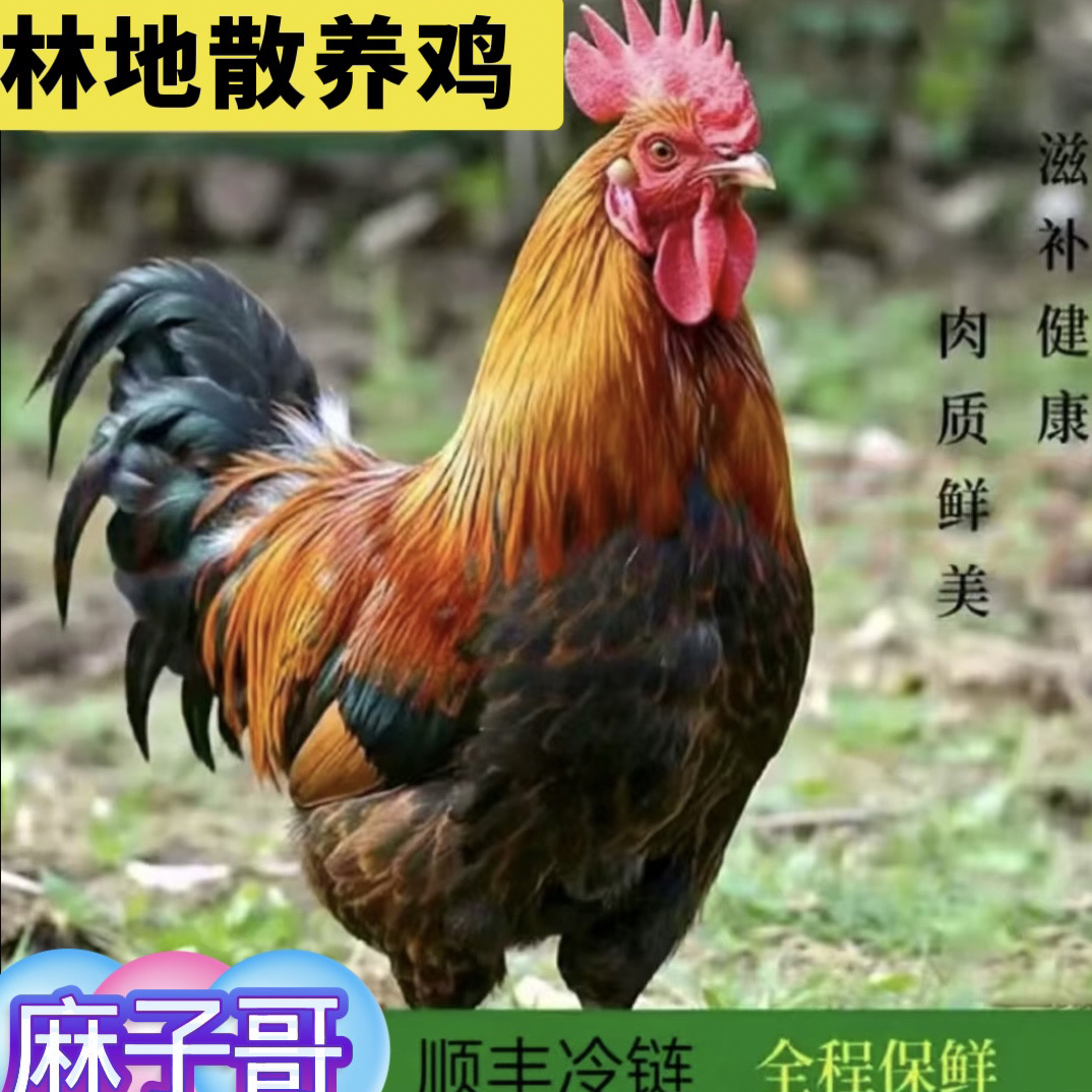 一只大公鸡+一斤鸡胗（顺丰冷链）