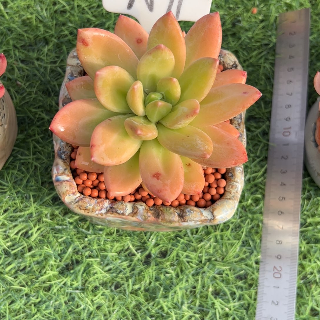 *****单头海洋之歌多肉