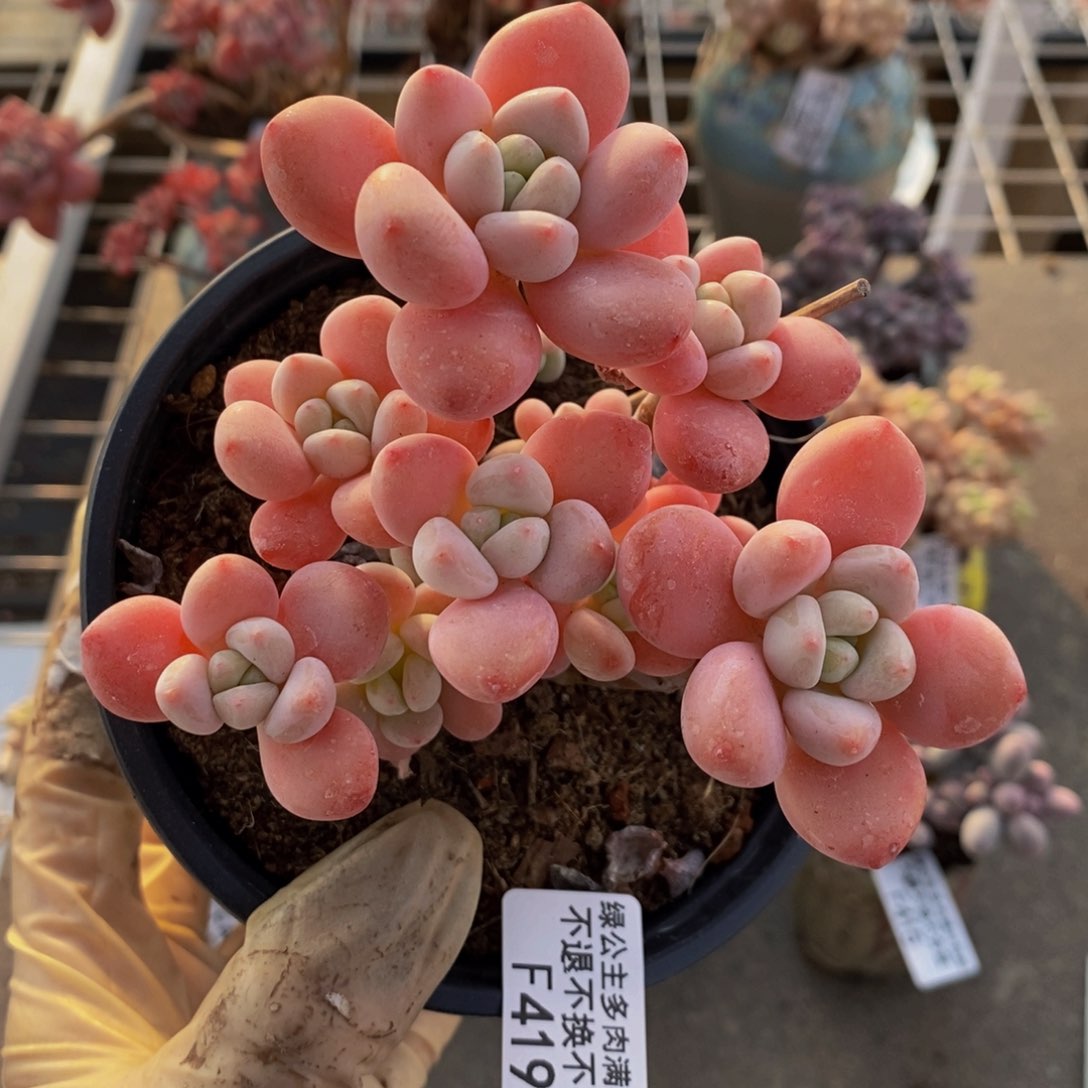 樱花洛神419/10c m