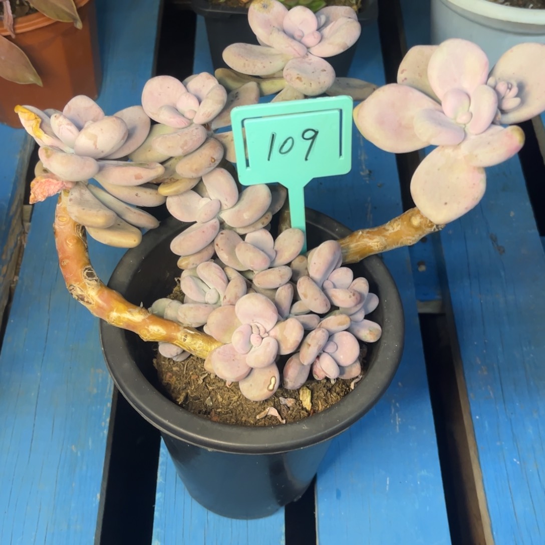 小雨多肉群生桃霜