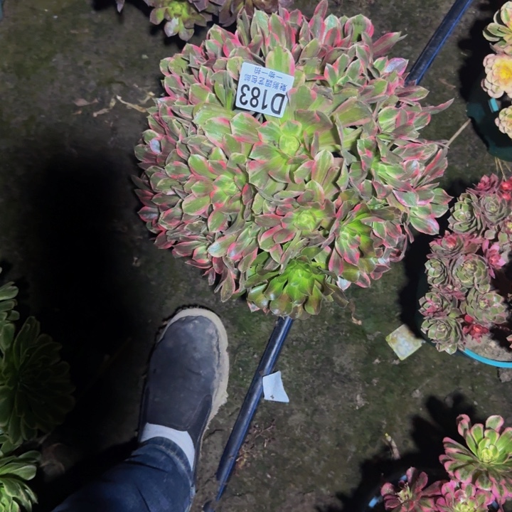 法师多肉25-21包邮花花