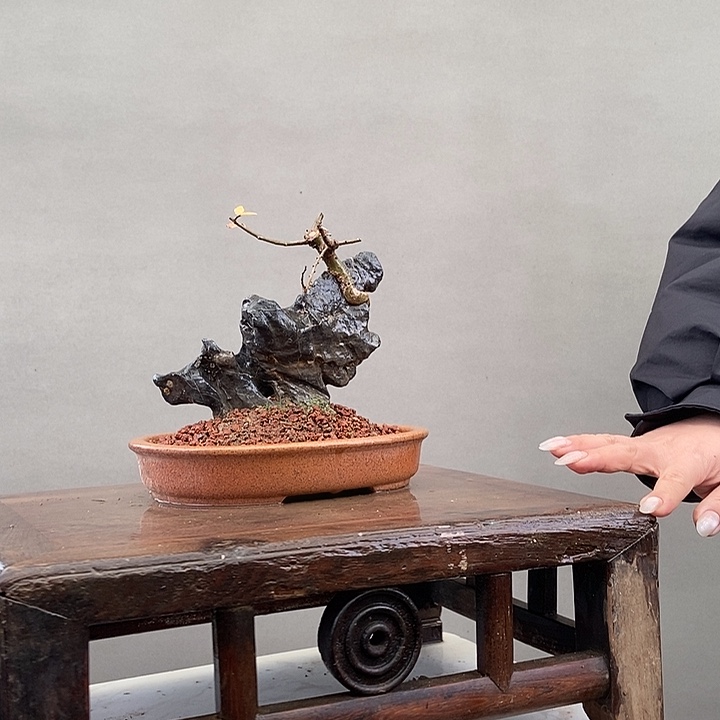 果***果无花朵附石盆景小野狼鱼