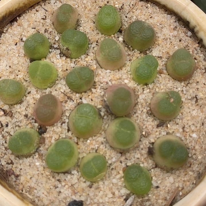 雪茄一颗   发货带老皮