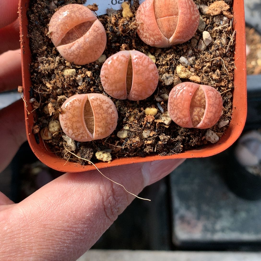 E140多肉植物保护研究所