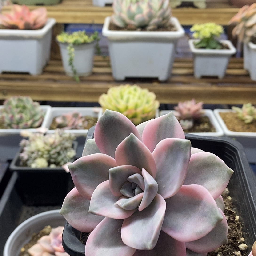 2002 紫乐锦多肉