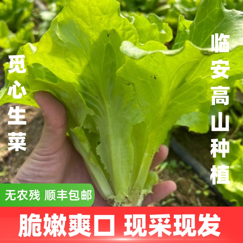 【觅心农场】生态自然蔬菜生菜脆嫩爽口3斤装